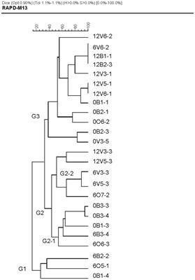Intestinal microbiota modulation at the strain level by the olive oil polyphenols in the diet